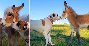 Dog Becomes Totally Besotted With A Newborn Donkey